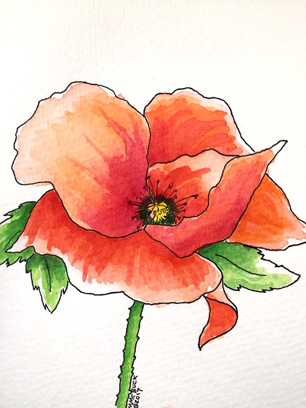 Ink and watercolor poppy